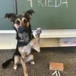 Frieda 3
